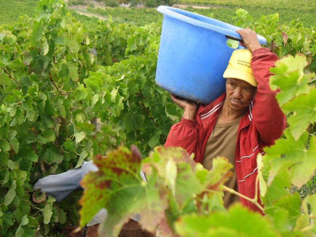 Skilpadvlei Wine Farm Stellenbosch Luaran gambar